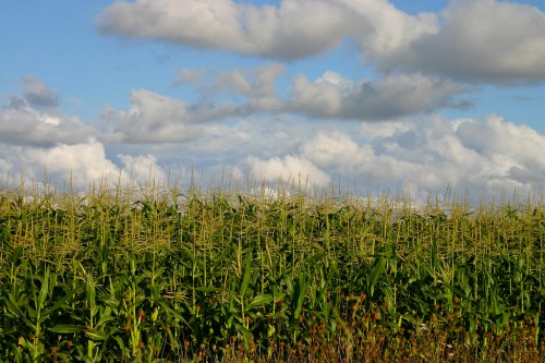 A lush green cornfield under a blue sky with fluffy white clouds.