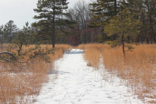 A snowy path winds through tall grass and trees in a serene winter landscape.