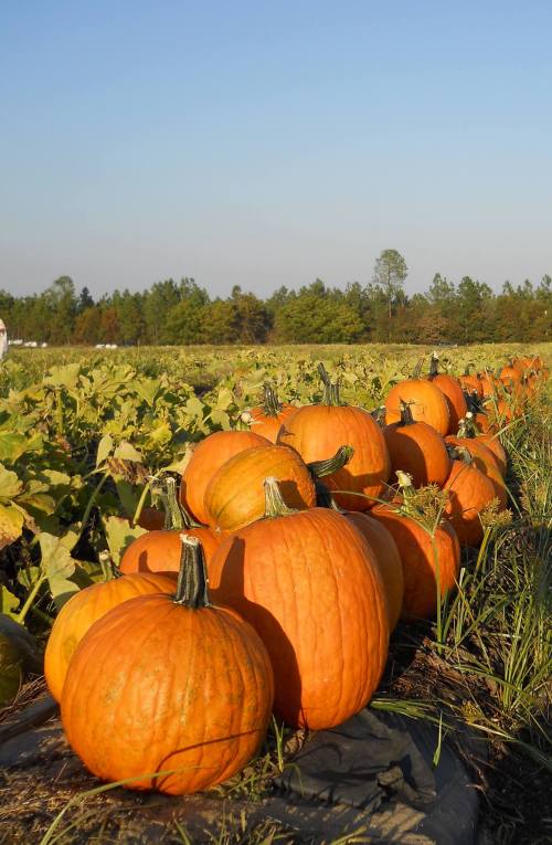 A field of bright orange pumpkins surrounded by green leaves under a clear blue sky.
