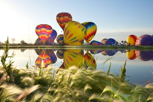 Colorful hot air balloons reflect in a calm lake, surrounded by green grass under a clear blue sky.