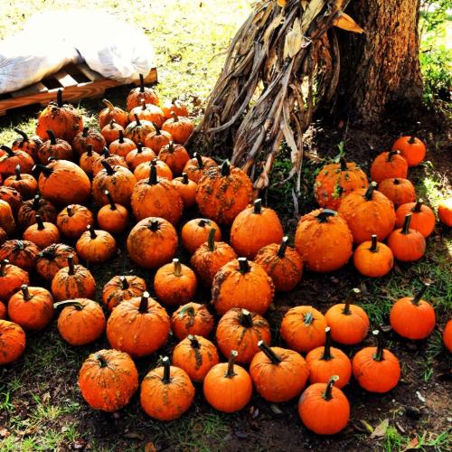 A vibrant display of numerous orange pumpkins scattered on green grass near a tree.