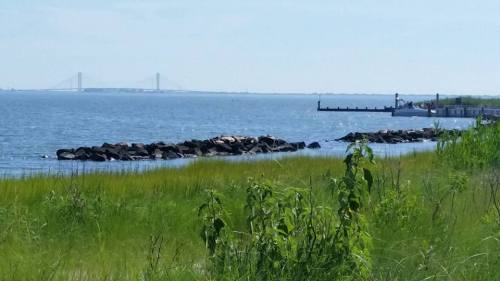 A serene waterfront scene with rocks, green grass, and a distant bridge under a clear blue sky.