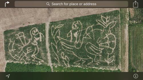 Aerial view of a cornfield featuring large, carved images of birds and plants.