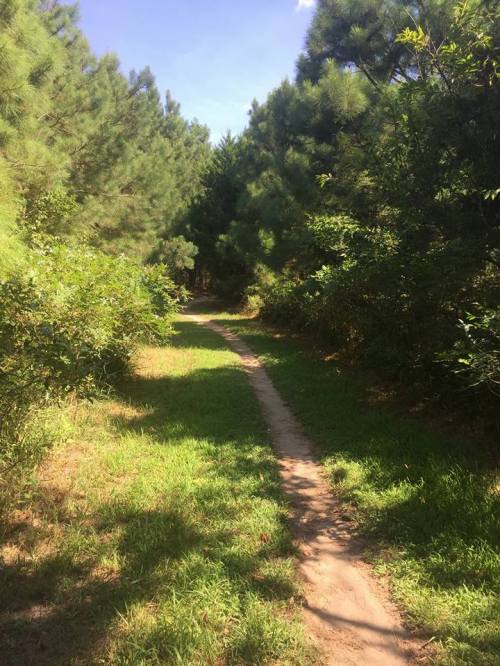 A narrow dirt path winds through a lush green forest with tall pine trees and vibrant underbrush.