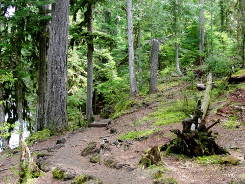 A serene forest path winding through tall trees and lush greenery, with moss-covered ground and a peaceful atmosphere.