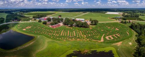 Aerial view of a large corn maze surrounded by fields, ponds, and a farm with buildings in the background.