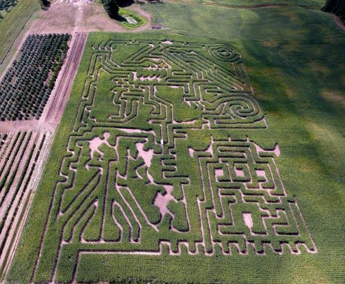 Aerial view of a large corn maze with intricate patterns surrounded by green fields and trees.