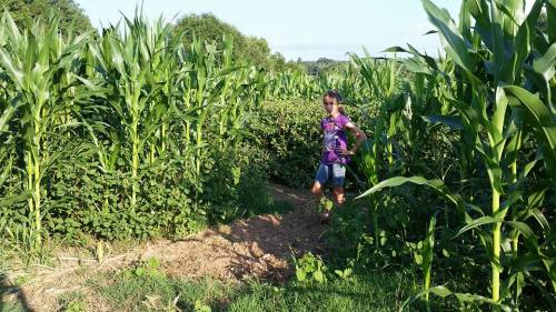 A young girl stands on a path in a cornfield, surrounded by tall green corn plants and lush greenery.