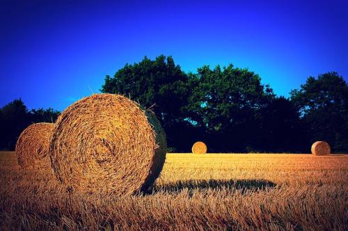 Bales of hay in a golden field under a clear blue sky, with trees in the background.