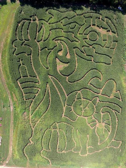 Aerial view of a corn maze featuring whimsical designs, including pumpkins and a cat, set in a green field.