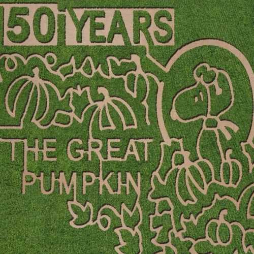 Aerial view of a corn maze celebrating 50 years of "The Great Pumpkin," featuring pumpkin and character designs.