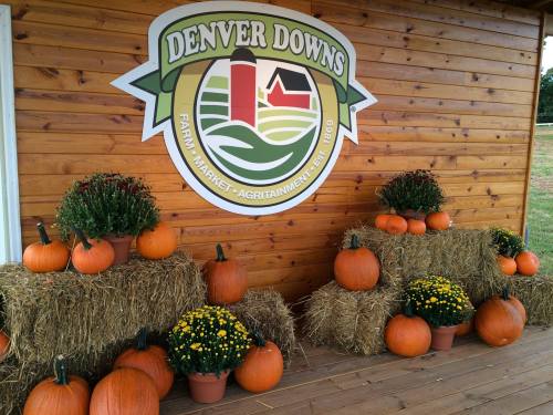 A wooden wall displays the Denver Downs logo, surrounded by pumpkins and potted flowers on hay bales.