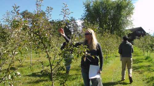 A woman picks an apple from a tree in an orchard, while others walk among the trees in the background.