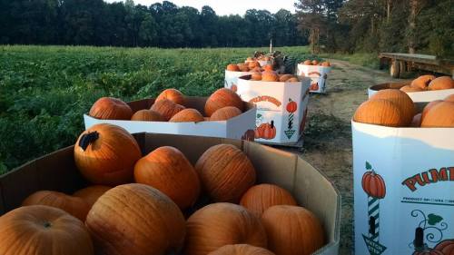 Rows of cardboard boxes filled with bright orange pumpkins in a field under a clear sky.