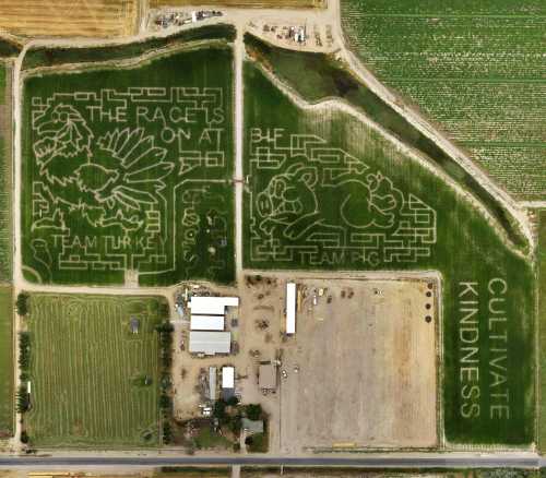 Aerial view of a corn maze featuring "Team Turkey" and "Team Pig" designs, with "Cultivate Kindness" text.