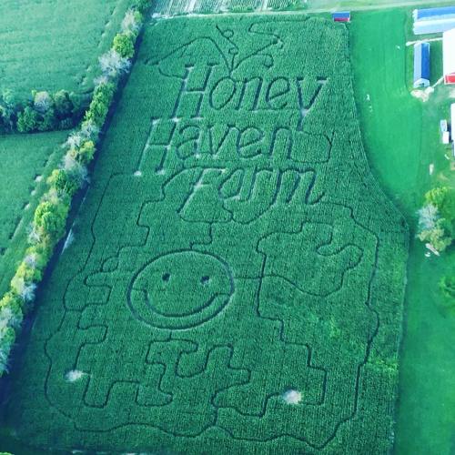 Aerial view of a corn maze featuring "Honey Haven Farm" and a smiling face design carved into the greenery.