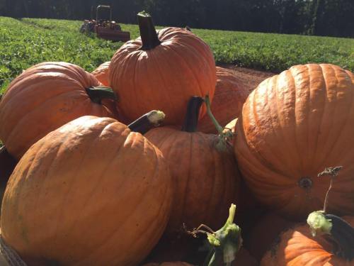 A close-up of several bright orange pumpkins stacked together in a green field under sunlight.