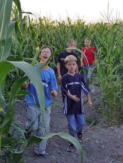 Four children walking through a cornfield, with tall corn stalks surrounding them. They appear excited and engaged.
