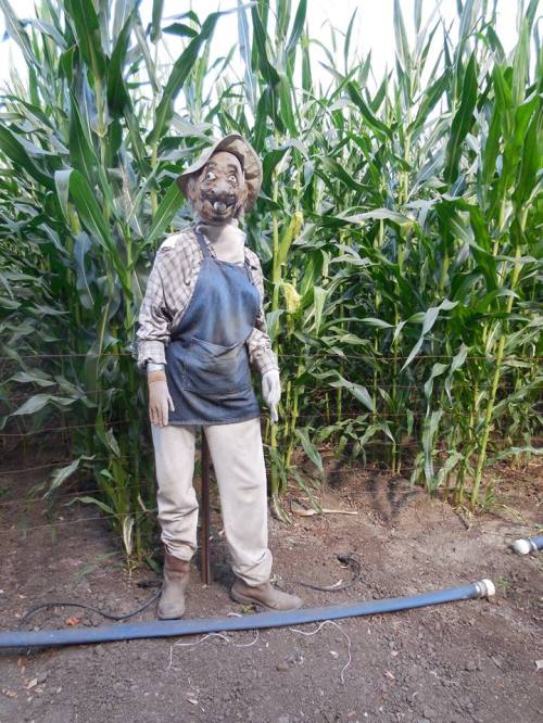 A scarecrow dressed in overalls and a hat stands among tall corn plants in a field.