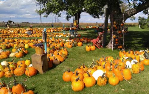 A vibrant pumpkin patch with various pumpkins scattered on green grass under a blue sky and trees.