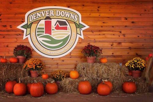 A wooden wall features the Denver Downs logo, surrounded by pumpkins and potted mums on hay bales.