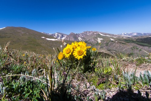 A cluster of bright yellow flowers in a mountainous landscape under a clear blue sky. Snow-capped peaks in the distance.