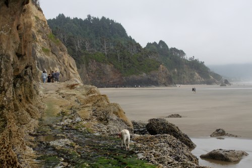 A rocky beach scene with a dog walking along the shore, people exploring the cliffs in the background.