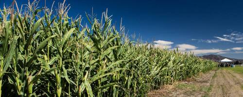 A lush cornfield stretches under a clear blue sky, with a tent visible in the background.