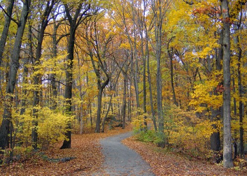 A winding path through a vibrant autumn forest with colorful leaves and tall trees.