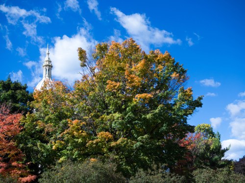 A vibrant tree with autumn leaves against a bright blue sky and a dome in the background.