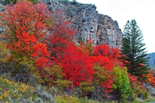 Vibrant autumn foliage in shades of red and orange against a rocky cliff and green pine trees.