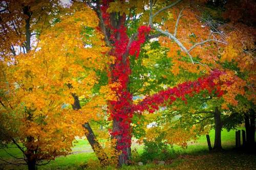 A vibrant autumn scene featuring a tree with red and orange leaves amidst green grass and other colorful foliage.