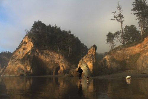 A person walks along a misty beach with two dogs, surrounded by rocky cliffs and trees.