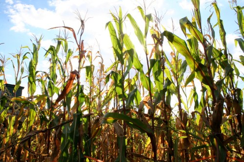 Sunlight filters through tall corn plants, highlighting green leaves against a blue sky with scattered clouds.