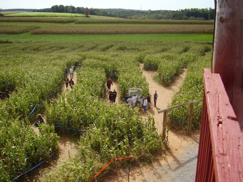 Aerial view of a corn maze with people navigating paths among tall corn plants in a rural setting.