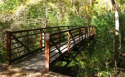 A wooden bridge spans a lush, green forest, surrounded by trees and foliage.