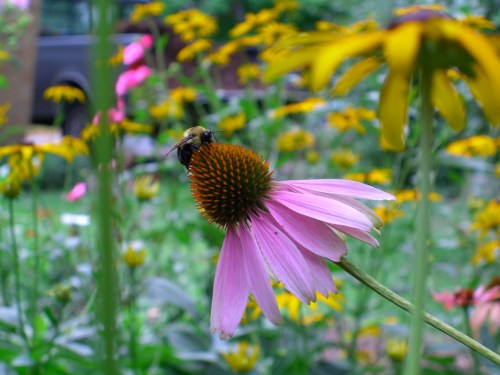 A bee perched on a pink coneflower surrounded by vibrant yellow and pink flowers in a garden.