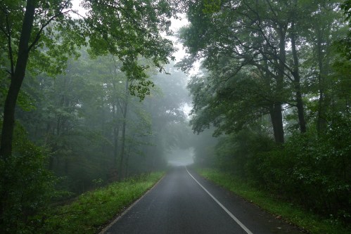 A winding road through a misty forest, surrounded by lush green trees and a serene, foggy atmosphere.