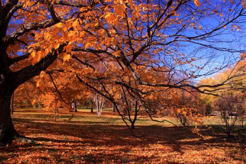 A vibrant autumn scene featuring trees with bright orange leaves against a clear blue sky.