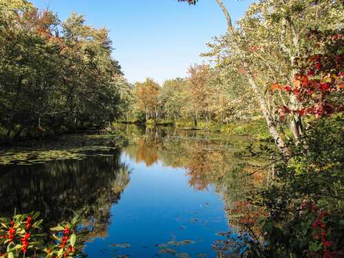 A serene pond surrounded by trees with autumn foliage, reflecting the clear blue sky and colorful leaves.