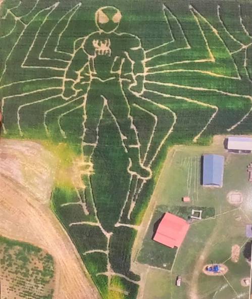 Aerial view of a cornfield featuring a large Spider-Man figure and spider web design carved into the crops.