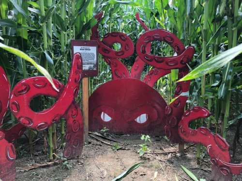 A red octopus sculpture with angry eyes peeks through tall corn stalks in a corn maze.