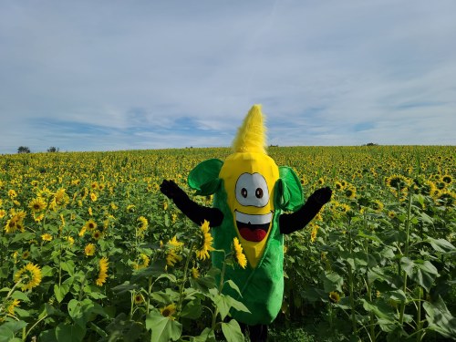 A person in a corn mascot costume stands in a field of sunflowers, smiling and spreading their arms wide.