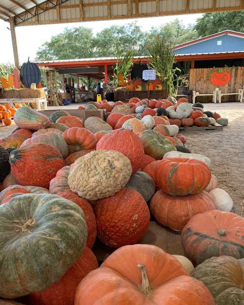 A variety of colorful pumpkins stacked on the ground at a pumpkin patch, with a barn and corn stalks in the background.