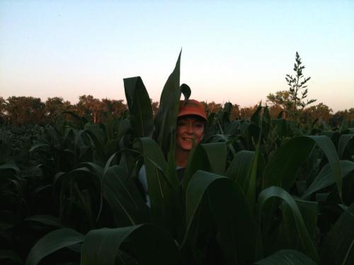 A woman peeks out from behind tall corn plants in a field during sunset.