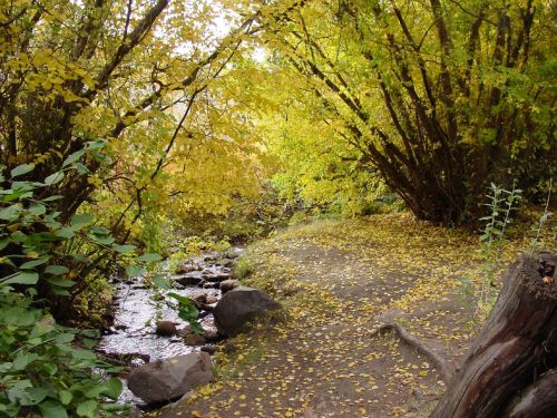 A serene forest path lined with golden autumn leaves and a gentle stream flowing nearby.