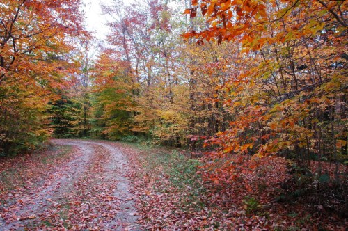 A winding dirt path through a forest with vibrant autumn leaves in shades of orange and yellow.