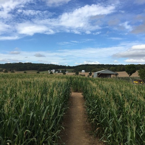 A pathway through tall cornfields under a blue sky with scattered clouds, leading to a distant farmhouse.