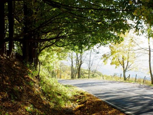 A winding road surrounded by trees with vibrant autumn foliage and sunlight filtering through the leaves.