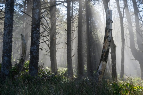 Sunlight filters through misty trees in a serene forest, creating a tranquil and ethereal atmosphere.